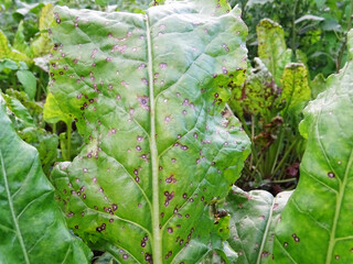 Cercospora beticola disease in the beet field destroys the crop