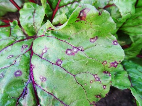 Cercospora beticola disease in the beet field destroys the crop