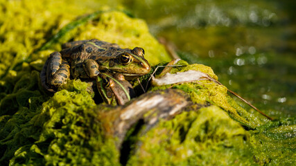 A frog in the swamps of the danube delta