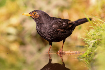 Common blackbird (Turdus merula) sitting at a pond in spring.
