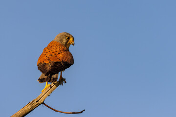 Common kestrel (Falco tinnunculus) sitting on a branch in spring.