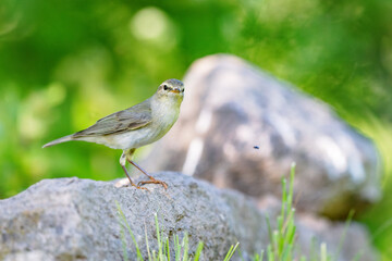 Willow warbler (Phylloscopus trochilus) sitting on a rock in spring.