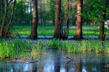 An early spring morning view of wetlands and trees - obrazy, fototapety, plakaty