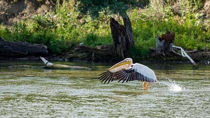 Pelicans in the daube delta of romania