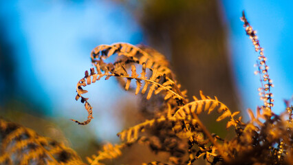 Macro de fougères sauvages, aux feuilles mortes