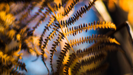 Macro de fougères sauvages, aux feuilles mortes