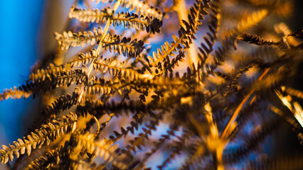 Macro de fougères sauvages, aux feuilles mortes