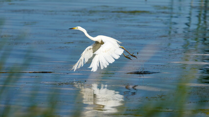 A great white egret in the danube delta in romania
