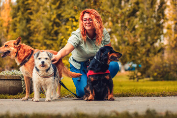 Female dog walker with dogs enjoying in city park.