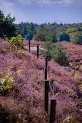 Fototapeta premium Heather blooming on the Posbank in the Netherlands