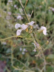 dragonfly on a flower