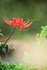 flower and butterfly
