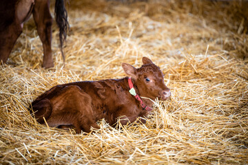 Newborn calf lying in straw at cattle farm. Domestic animals husbandry and reproduction.