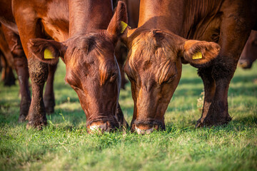 Cows eating fresh organic grass in the field. Heads next to each other.