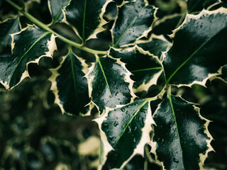 Holly leaves