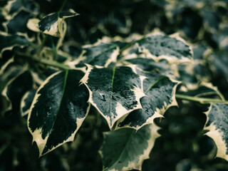 Holly leaves