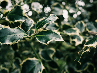 Holly leaves