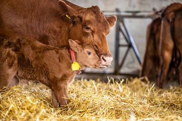 Fototapeten Calf and cow standing next to each other inside cattle farm. © littlewolf1989
