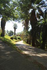 park path among beautiful southern palm trees
