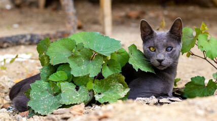 Cat under the leaves protecting itself from the heat.jpg