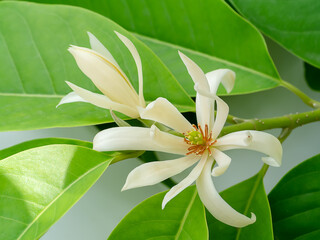 Close up White chempaka flower on tree with leaf  background.