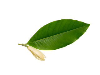Fototapeta premium Close up White chempaka flower on white background.