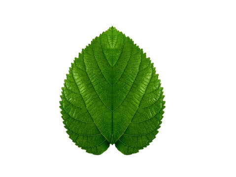 Close up green mulberry leaf on white background.
