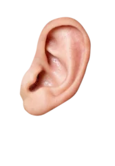 Fotobehang close up of a human  ear © oz