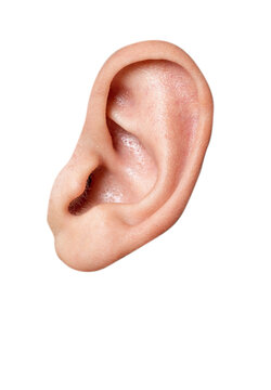 close up of a human  ear