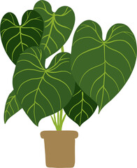 simplicity philodendron gloriosum houseplant simplicity freehand drawing flat design. 