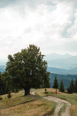 woman near old big beech tree in the mountains