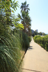 a row of green palm trees along the park path
