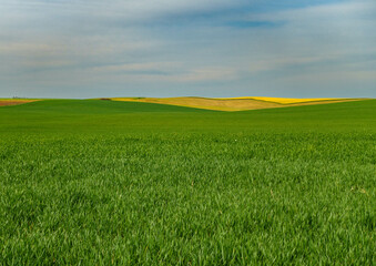Fototapeta premium green field and blue sky