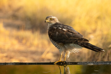 Northern goshawk male drinking and bathing at a water point in a Mediterranean forest in the last light of the afternoon