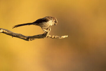 Long-tailed tit on a branch near a natural spring in a Mediterranean forest in the last light of the afternoon