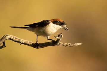 Woodchat shrike male on a branch within his breeding territory in a Mediterranean forest in the last light of the afternoon