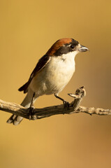Woodchat shrike male on a branch within his breeding territory in a Mediterranean forest in the last light of the afternoon