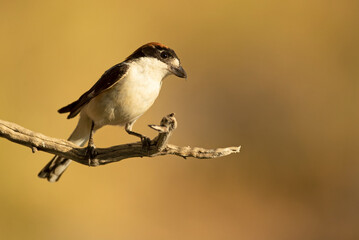 Woodchat shrike male on a branch within his breeding territory in a Mediterranean forest in the last light of the afternoon