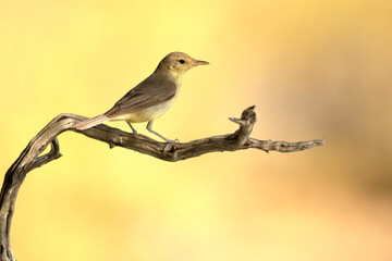Melodious warbler on a branch near a natural lagoon with the first light of dawn in a Mediterranean forest