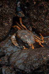 Ein Krebs auf Wanderung bei Ebbe im Wattenmeer Weltkulturerbe