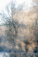 Autumn fog in a dreamy mystical forest.