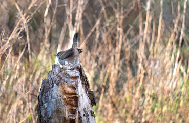 Closeup portrait of Cetti's warbler, cettia cetti perched on a tree