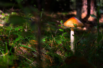 An inedible mushroom in a dark forest beautifully lit by the rays of the sun. Shallow depth of field, copy space.