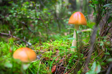 Beautiful mushrooms in close-up on an intensely green moss. Shallow depth of field, copy space.