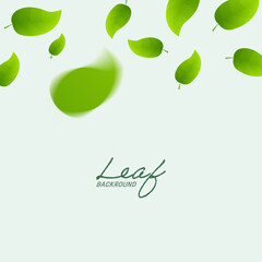 Realistic falling green leaves on square white banner. Flying green leaf background.