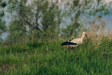 Bocian na zielonej polskiej łące