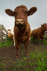 A full length portrait of a cute brown cow looking directly at the viewer.