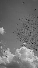 Flock of birds in black and white sky