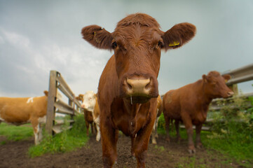 A very curious brown cow with a drippy nose stares into the camera.