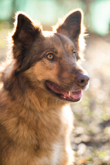 beautiful close-up portrait of a dog